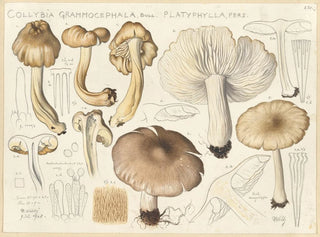 Hans Walty - Collybia grammocephala Bull platyphylla Pers.webp
