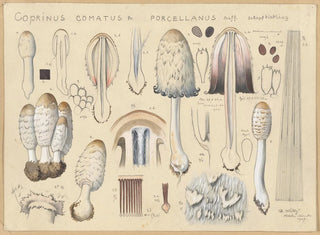 Coprinus comatus var. porcellanus - Hans Baldung — widok dzieła