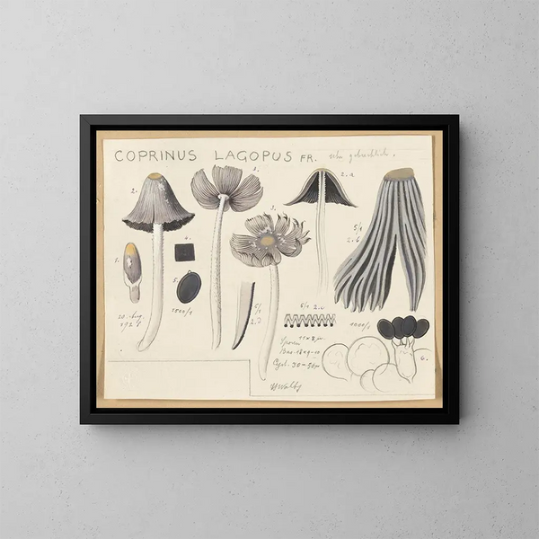Coprinus lagopus - Hans Baldung — oprawiony obraz na ścianie