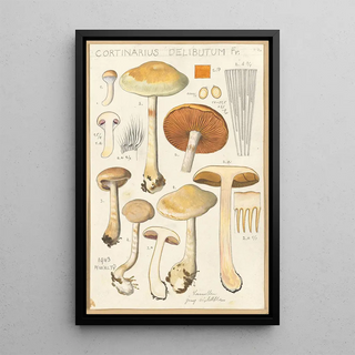 Hans Walty - Cortinarius delibutum.webp