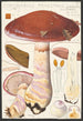 Cortinaire niezwykły Cordier Saccardo - Hans Baldung — widok dzieła