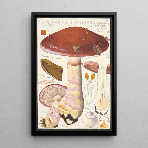 Cortinaire niezwykły Cordier Saccardo - Hans Baldung — oprawiony obraz na ścianie