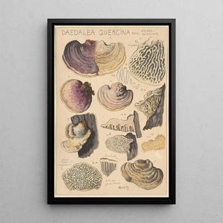 Hans Walty - Daedalea quercina.webp