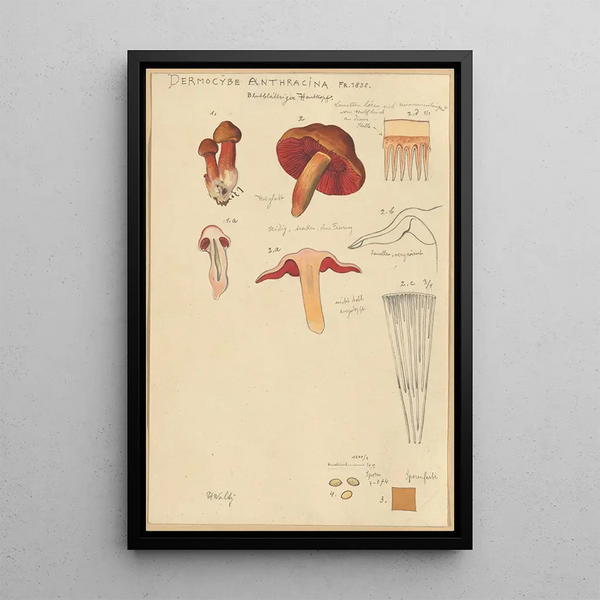 Dermocybe anthracina Fr - Hans Baldung — oprawiony obraz na ścianie