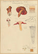 Dermocybe anthracina Fr - Hans Baldung — widok dzieła