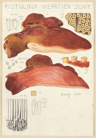 Hans Walty - Fistulina hepatica.webp