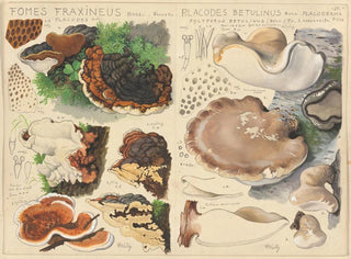 Fomes fraxineus i Placodes betulinus - Hans Baldung — widok dzieła