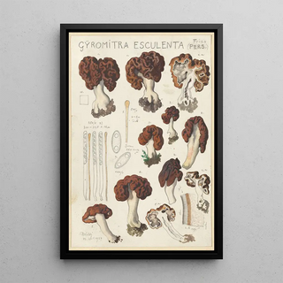 Hans Walty - Gyromitra esculenta.webp