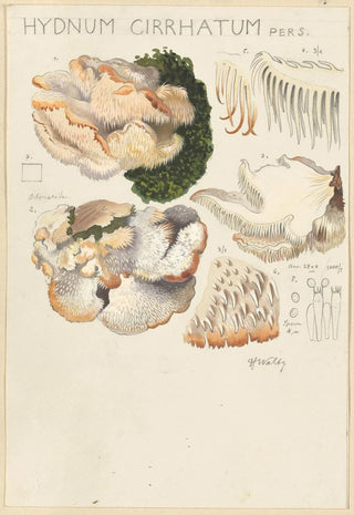 Hans Walty - Hydnum cirrhatum.webp