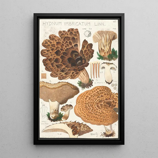 Hans Walty - Hydnum imbricatum Linn.webp