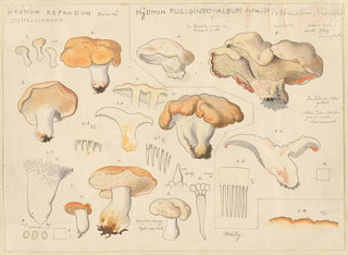 Hans Walty - Hydnum repandum Hydnum fuligineoalbum.webp