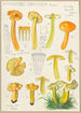 Hygrocybe obrussea Fries - Hans Baldung — widok dzieła