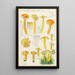 Hygrocybe obrussea Fries - Hans Baldung — oprawiony obraz na ścianie
