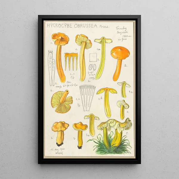 Hygrocybe obrussea Fries - Hans Baldung — oprawiony obraz na ścianie