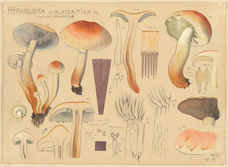 Hypholoma sublateritium - Hans Baldung — widok dzieła