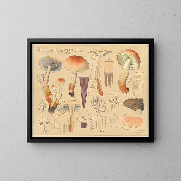 Hypholoma sublateritium - Hans Baldung — oprawiony obraz na ścianie