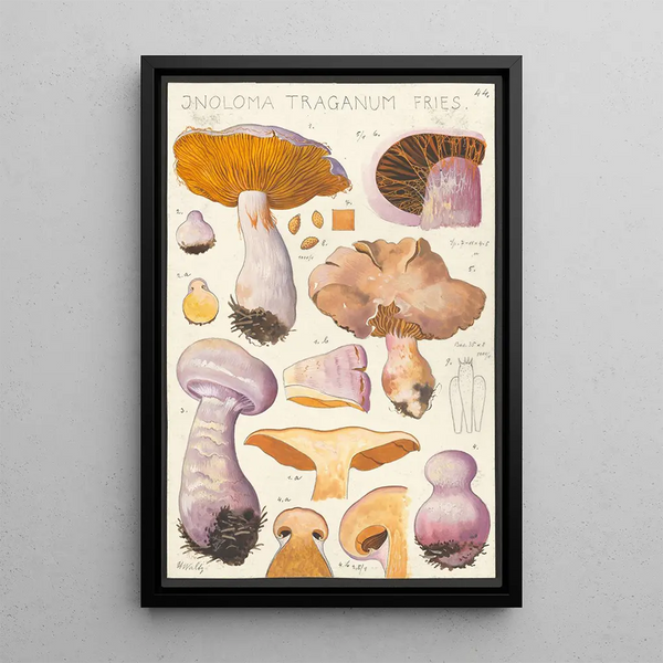 Inoloma traganum Fries - Hans Baldung — oprawiony obraz na ścianie