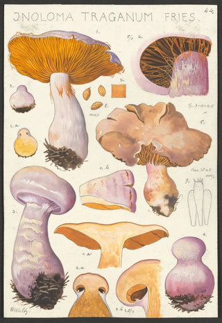 Hans Walty - Inoloma Traganum Fries.webp