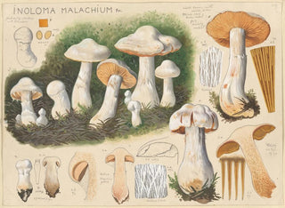 Inoloma malachium - Hans Baldung — widok dzieła