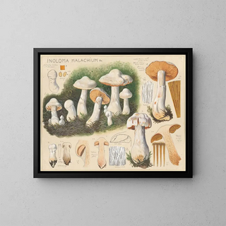 Inoloma malachium - Hans Baldung — oprawiony obraz na ścianie