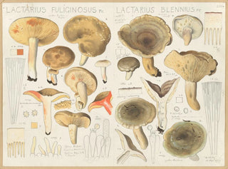 Lactaire fuligineux Lactaire blennius - Hans Baldung — widok dzieła