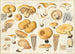 Lactarius insulsus Fr. - Hans Baldung — widok dzieła