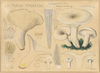 Hans Walty - Lactarius piperatus Scop.webp