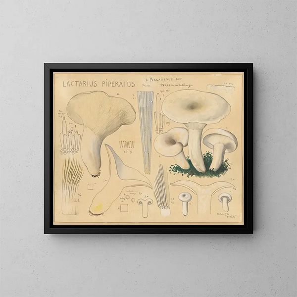 Lactaire poivré - Hans Baldung — oprawiony obraz na ścianie