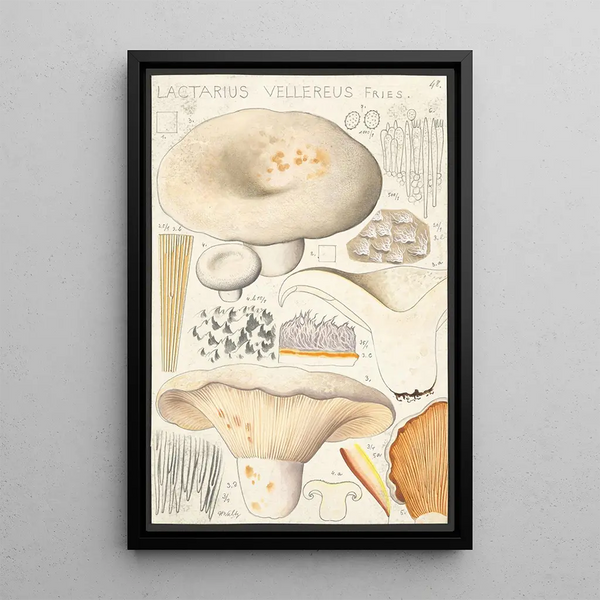 Lactaire velouté Fries - Hans Baldung — oprawiony obraz na ścianie