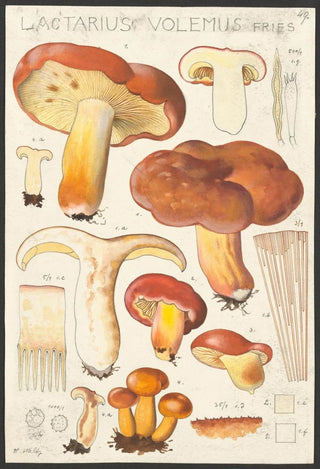 Hans Walty - Lactarius volemus Fries.webp
