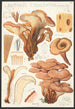Lentinus cochleatus Pers Fr - Hans Baldung — widok dzieła