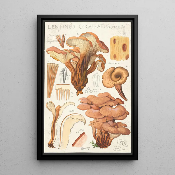 Lentinus cochleatus Pers Fr - Hans Baldung — oprawiony obraz na ścianie