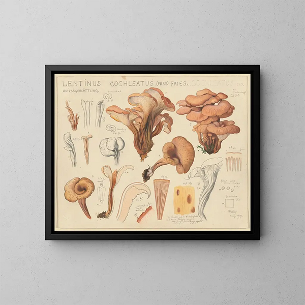 Lentinus cochleatus - Hans Baldung — oprawiony obraz na ścianie