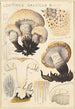 Lentinus gallicus - Hans Baldung — widok dzieła