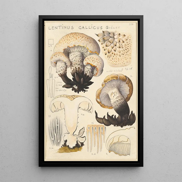 Lentinus gallicus - Hans Baldung — oprawiony obraz na ścianie