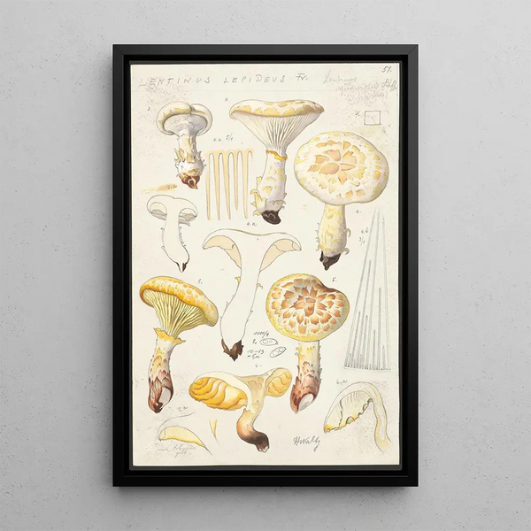 Lentinus lépide Fr Lentinus squamosus Schff lépide - Hans Baldung — oprawiony obraz na ścianie
