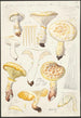 Lentinus lépide Fr Lentinus squamosus Schff lépide - Hans Baldung — widok dzieła