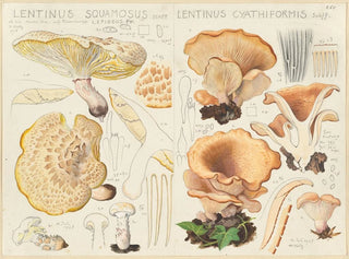 Lentinus squamosus i Lentinus cyathiformis - Hans Baldung — widok dzieła
