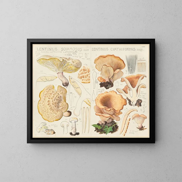Lentinus squamosus i Lentinus cyathiformis - Hans Baldung — oprawiony obraz na ścianie