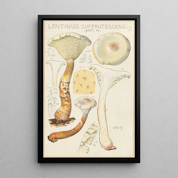 Lentinus suffrutescens - Hans Baldung — oprawiony obraz na ścianie