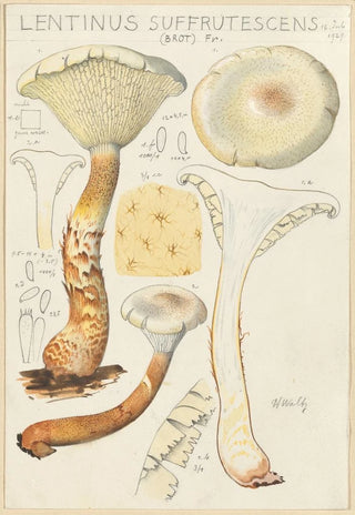Hans Walty - Lentinus suffrutescens.webp