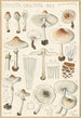 Lepiota cristata - Hans Baldung — widok dzieła