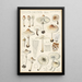 Lepiota cristata - Hans Baldung — oprawiony obraz na ścianie