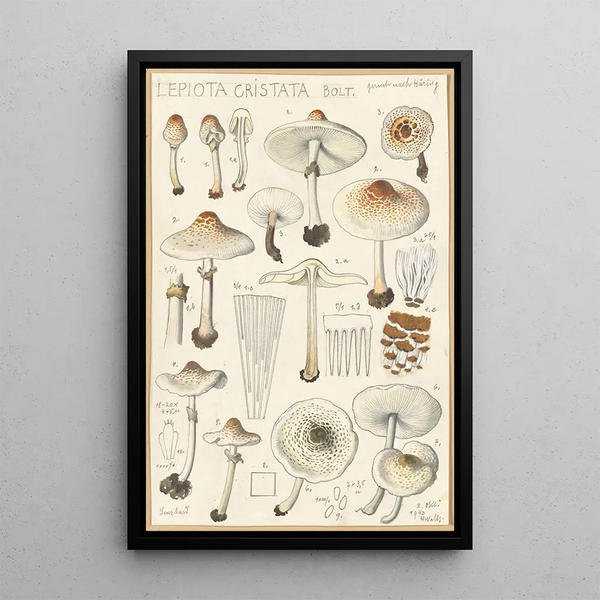 Lepiota cristata - Hans Baldung — oprawiony obraz na ścianie