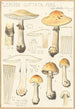 Lepiota guttata pers - Hans Baldung — widok dzieła