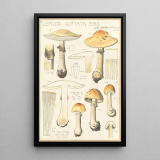 Hans Walty - Lepiota guttata pers.webp