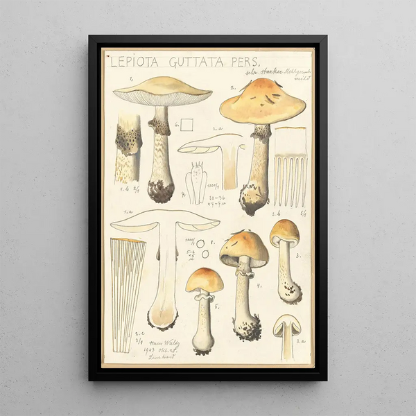 Lepiota guttata pers - Hans Baldung — oprawiony obraz na ścianie