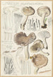 Limacium agathosmum - Hans Baldung — widok dzieła
