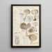 Limacium agathosmum - Hans Baldung — oprawiony obraz na ścianie