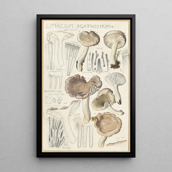 Limacium agathosmum - Hans Baldung — oprawiony obraz na ścianie